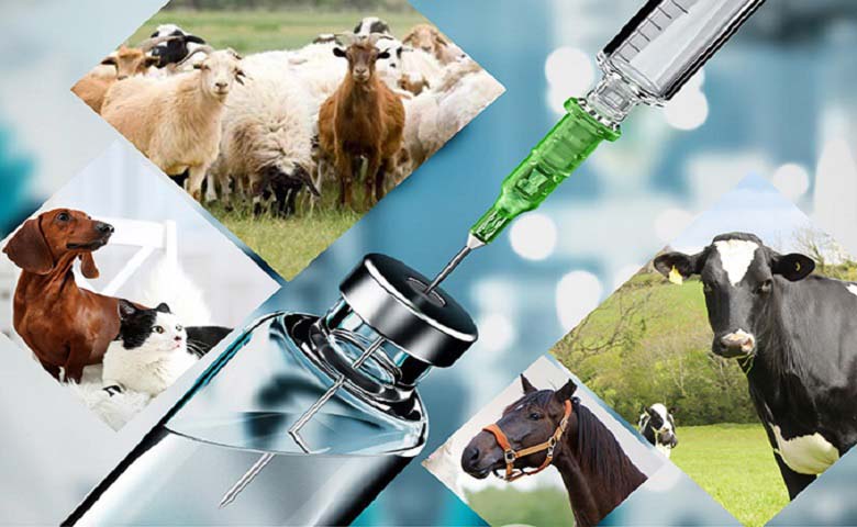 phòng sạch sản xuất thuốc thú y